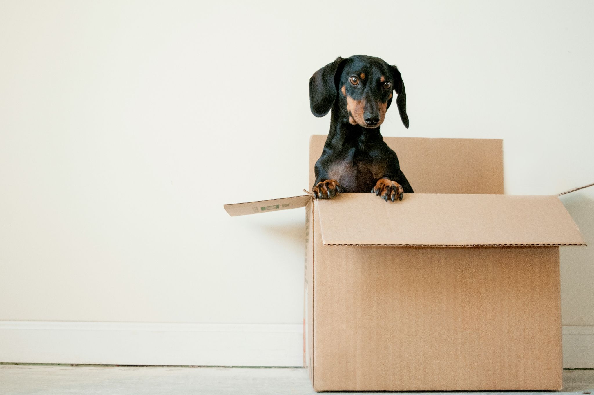 Stress-Free Strategies for Your Big Move & A Guide to Moving Services