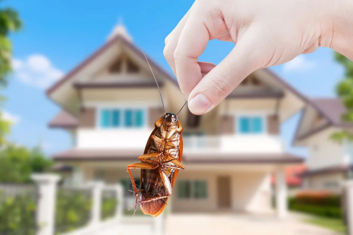 A pest-free home in Elmhurst: Top guidelines to follow